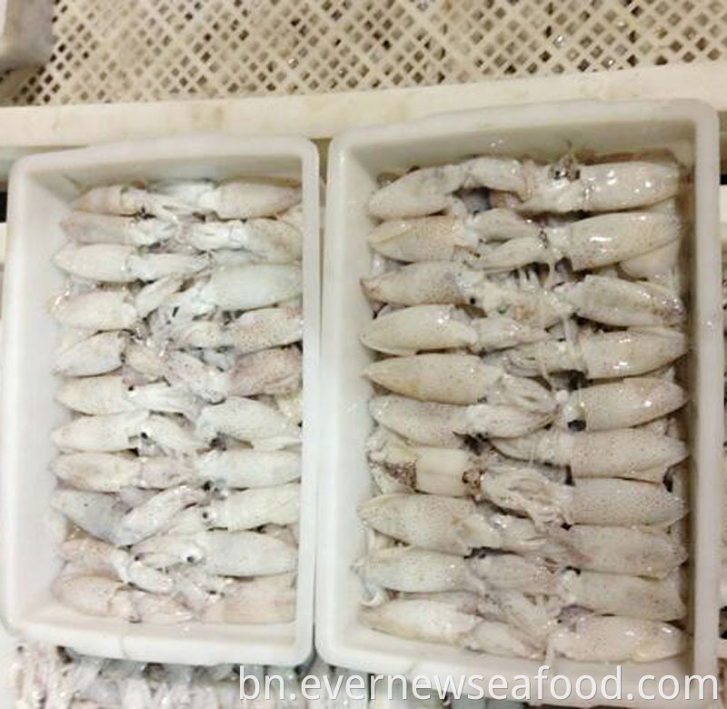 হিমায়িত liligo শিশু স্কুইড